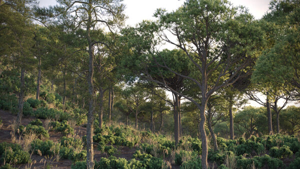 Vizpark Real Trees I para Rhino - Imagen 5